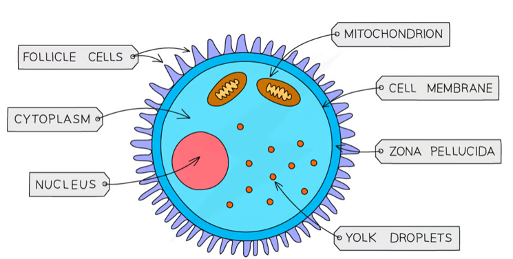 <ul><li><p>female reproductive cell that is typically larger than the sperm and contains nutrients for the developing embryo. The cytoplasm is rich in organelles and genetic material, waiting to be fertilized by the sperm. </p></li><li><p>has a nucleus </p></li><li><p>contains a lot of cytoplasm </p></li><li><p>cell membrane changes after fertilization to prevent mutliple sperm from entering</p></li></ul><p></p>