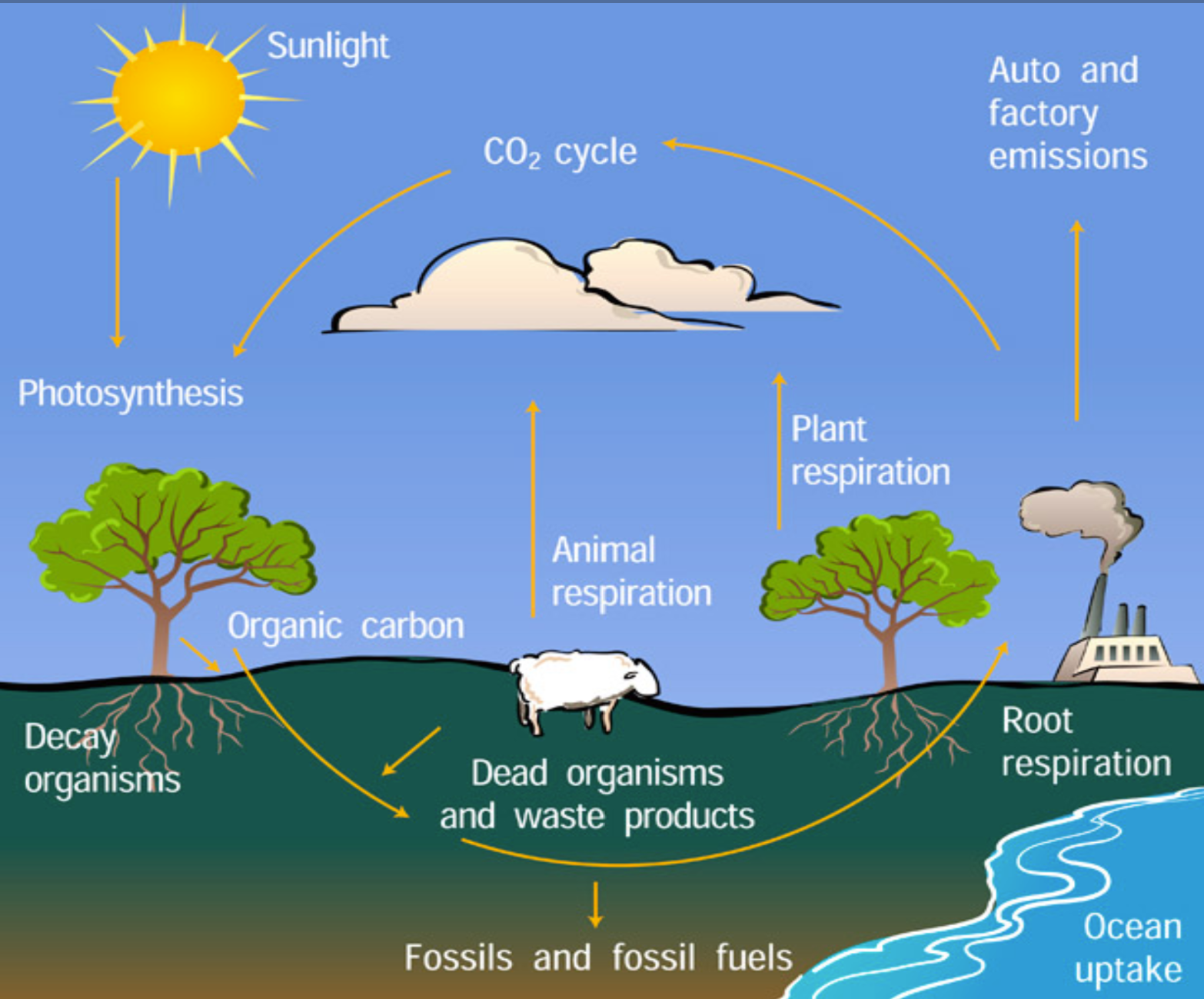 <ul><li><p><span>storages:</span></p><ul><li><p><span>organic - organisms and forests</span></p></li><li><p><span>inorganic - the atmosphere, soil, fossil fuels and oceans</span></p></li></ul></li><li><p>flows:</p><ul><li><p><span>consumption (feeding)</span></p></li><li><p><span>death and decomposition</span></p></li><li><p><span>photosynthesis</span></p></li><li><p><span>respiration</span></p></li><li><p><span>dissolving</span></p></li><li><p><span>fossilization</span></p></li></ul></li></ul>