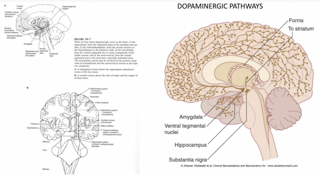 <ul><li><p>Most dopaminergic centers are directed rostrally and the source of dopamine is mostly at the midbrain level </p></li><li><p>Can be divided into —</p><ul><li><p>Mesostriatal (movement disorders)</p></li><li><p>Mosolimbic (reward, addiction, positive signs of schizophrenia) </p></li></ul></li></ul>