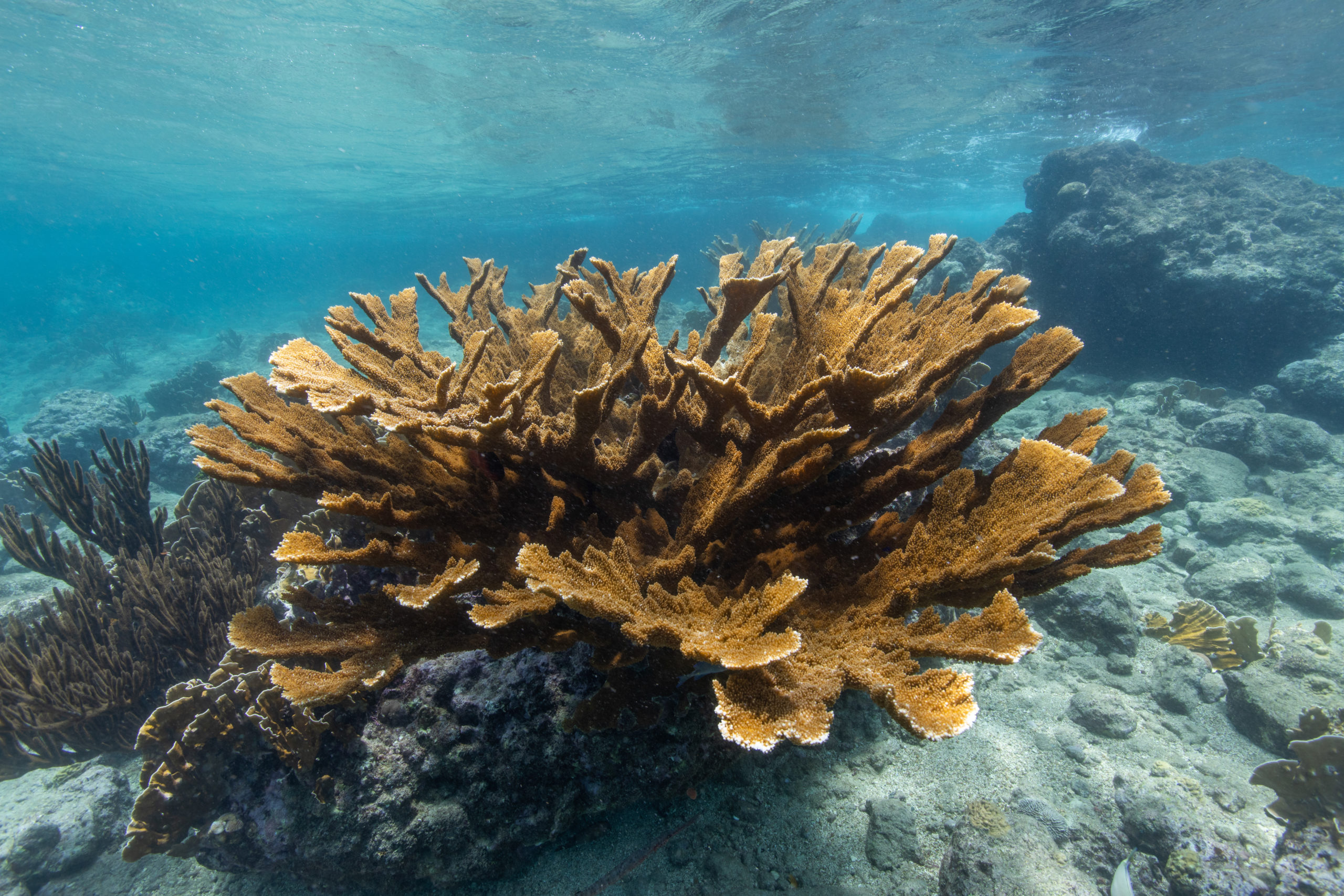 <p>Elkhorn coral (<em>Acropora palmata</em>)</p>