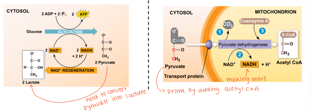 <p>What are the two fates pyruvate has depending on the oxygen status? </p>