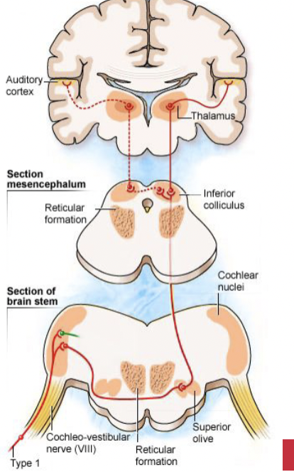 <ul><li><p>provides feedback to outer hair cells that helps regulate hearing sensitivity & protects hearing from intense noise </p></li></ul>
