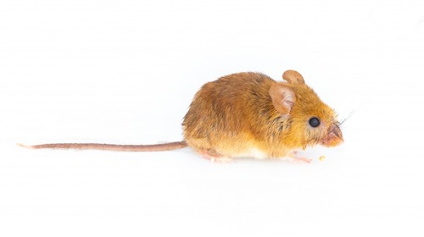 <p>Family: Cricetidae</p><p>Genus & Species: Ochrotomys nuttalli</p>