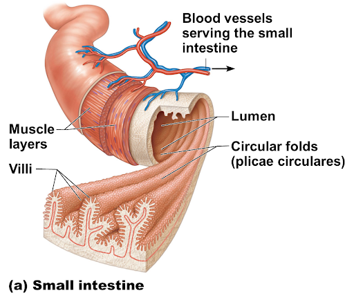 <p>-most food digested here</p><p>-so long: so that all food can be digested</p><p>-absorbtion of nutrients:</p><p>villi: small fingerlike projections found on SI</p><p>microvilli: further facilitate absorption of nutrients, tiny projections of plasma membrane  </p><p>-3 parts of SI: 1 duodenum, 2 jejunum, 3 illium</p>