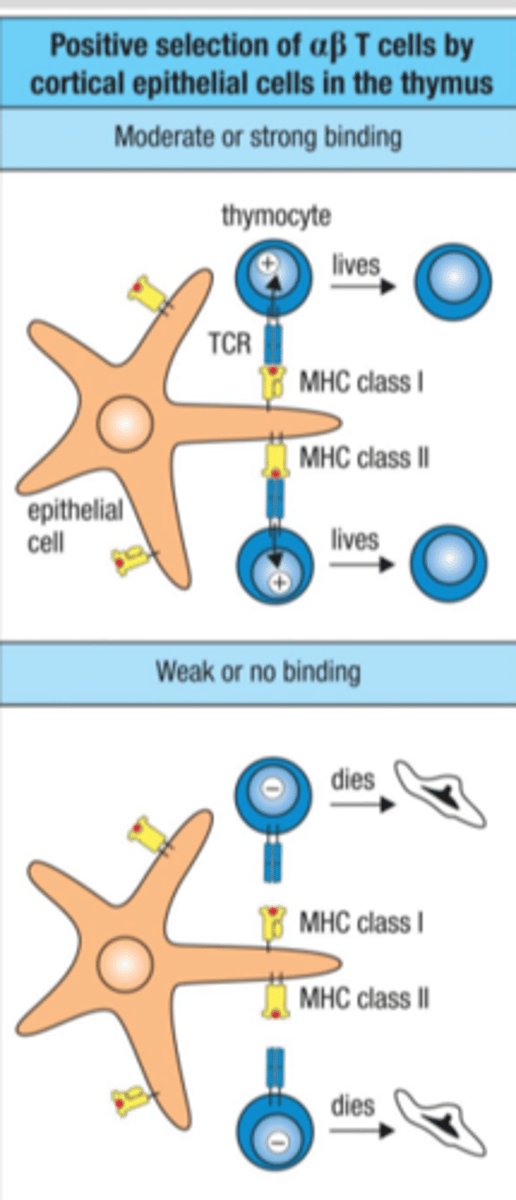 <p>developing T cells that recognize self-MHC will be positively selected, sends signal to live, specific for thymus (find T cells that can bind)</p><p>Find TCRs that bind to MHC-self-peptide complex on thymic epithelial cells</p><p>affected by peptides produced by a thymus-specific proteasome</p>