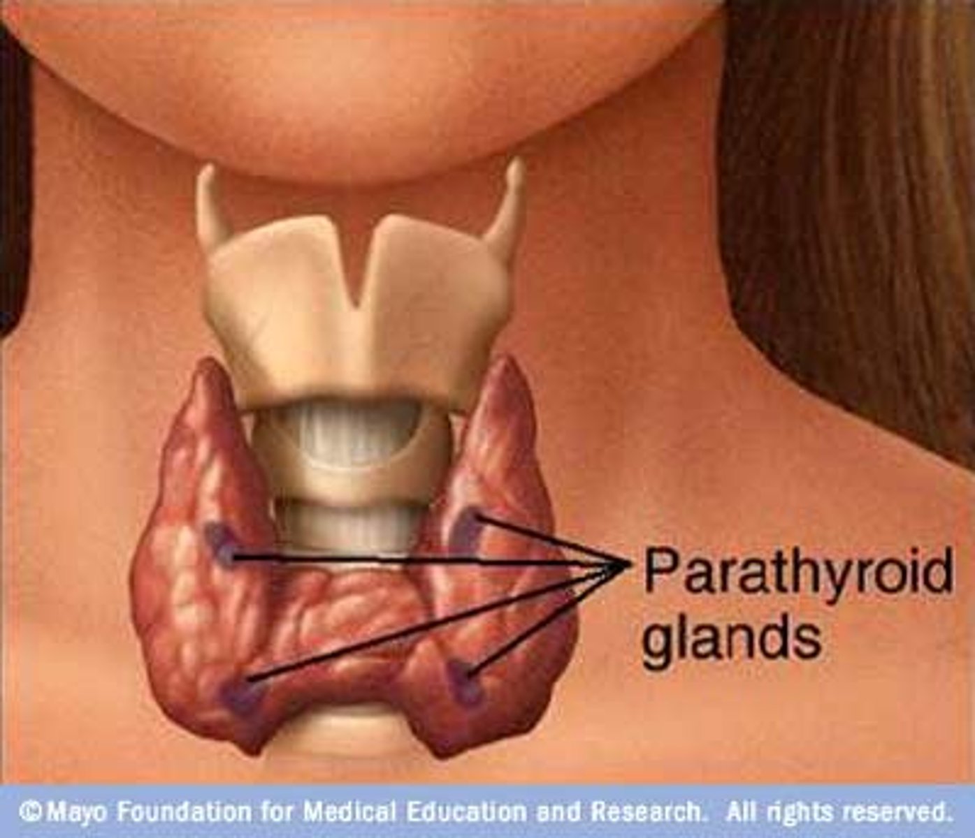 <p>in the neck next to thyroid gland</p>