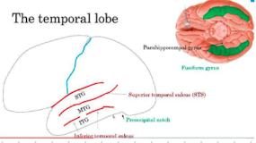 <ul><li><p>STG</p></li><li><p>MTG</p></li><li><p>IFG</p></li></ul>