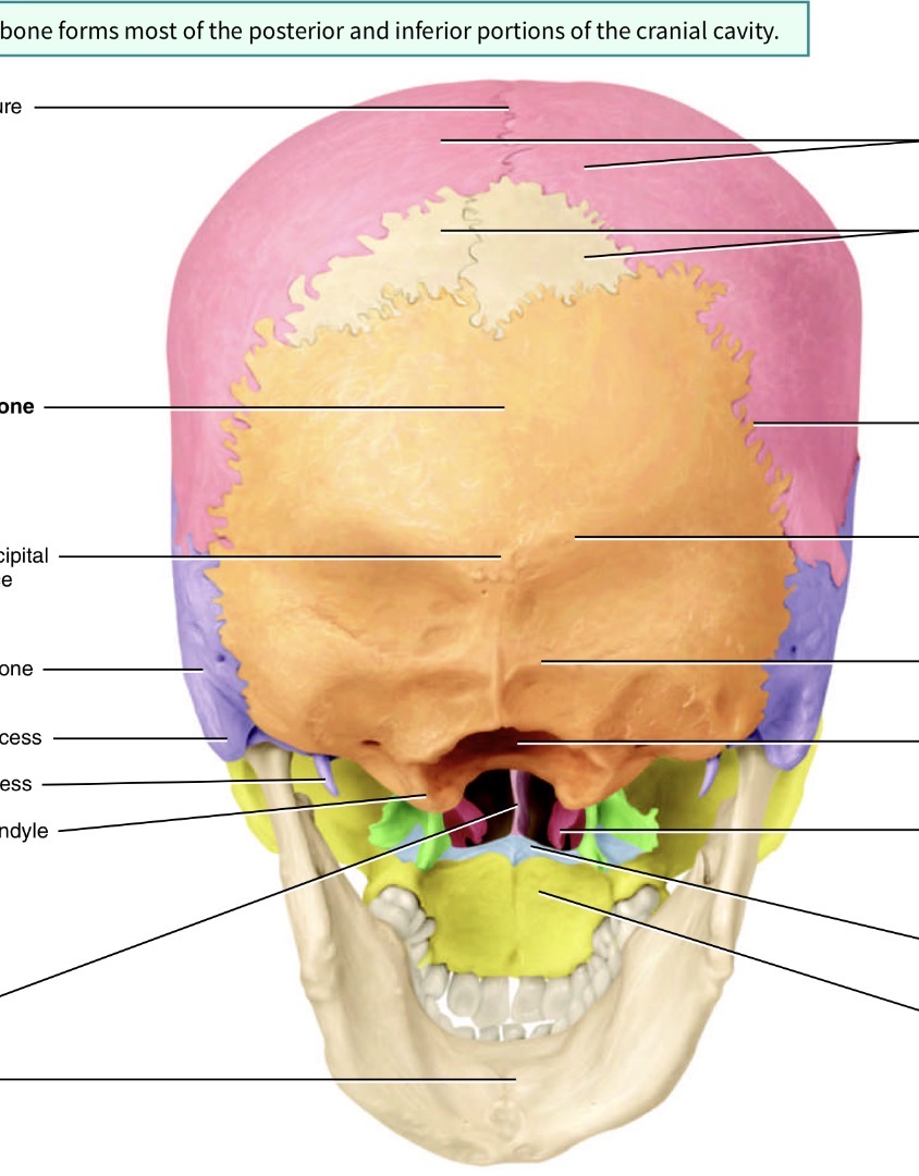 <p>Which bones are the pink ones </p>