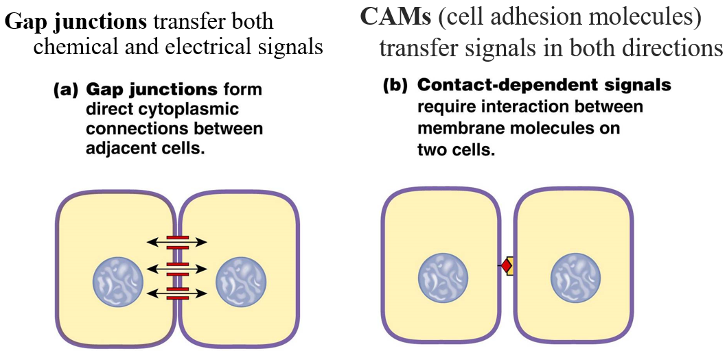 
1. **Gap junctions**: connect cytoplasm of neighboring cells
2. **CAMs (cell adhesion molecules)**: interaction between membrane molecules on two cells