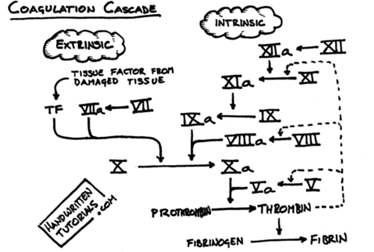 <p>This mechanism is divided into two pathways: the extrinsic and the intrinsic pathway. The purpose of both is the same: convert fibrinogen into fibrin. Thrombin is the enzyme that activates this cleavage. In this pathway, a specific spark leads III to activate VII which leads to the activation of X.</p>