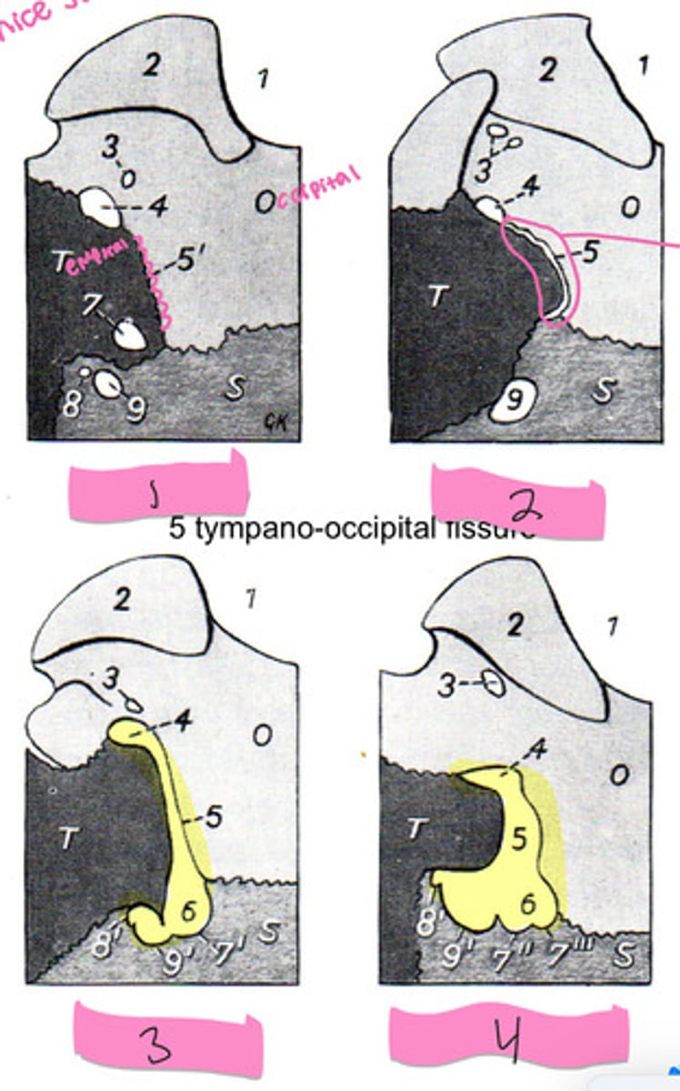 <p>What animal is 2?</p>