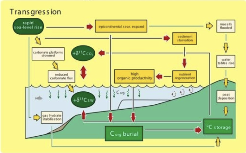 <p>yes. Organic matter is very 12C rich, burial removes 12C from the ocean and remaining ocean carbon becomes 13C rich. </p><p></p>