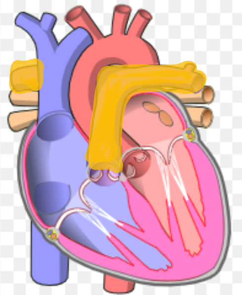 <p>What is the name the highlighted portion of the heart?</p>