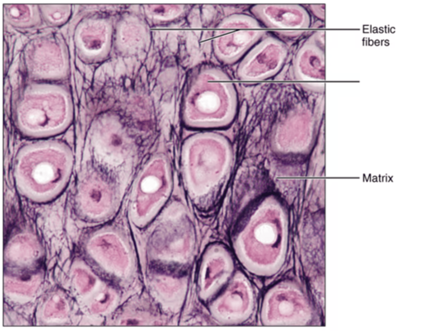 <p>Label the inner structure.</p>