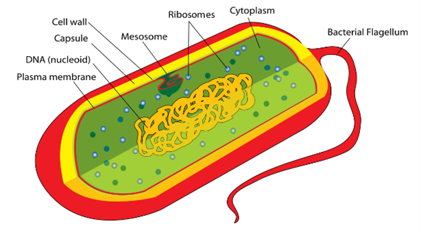 <p>Doesn’t have membrane bound organelles, unicellular, small, doesn’t have a nucleus</p>