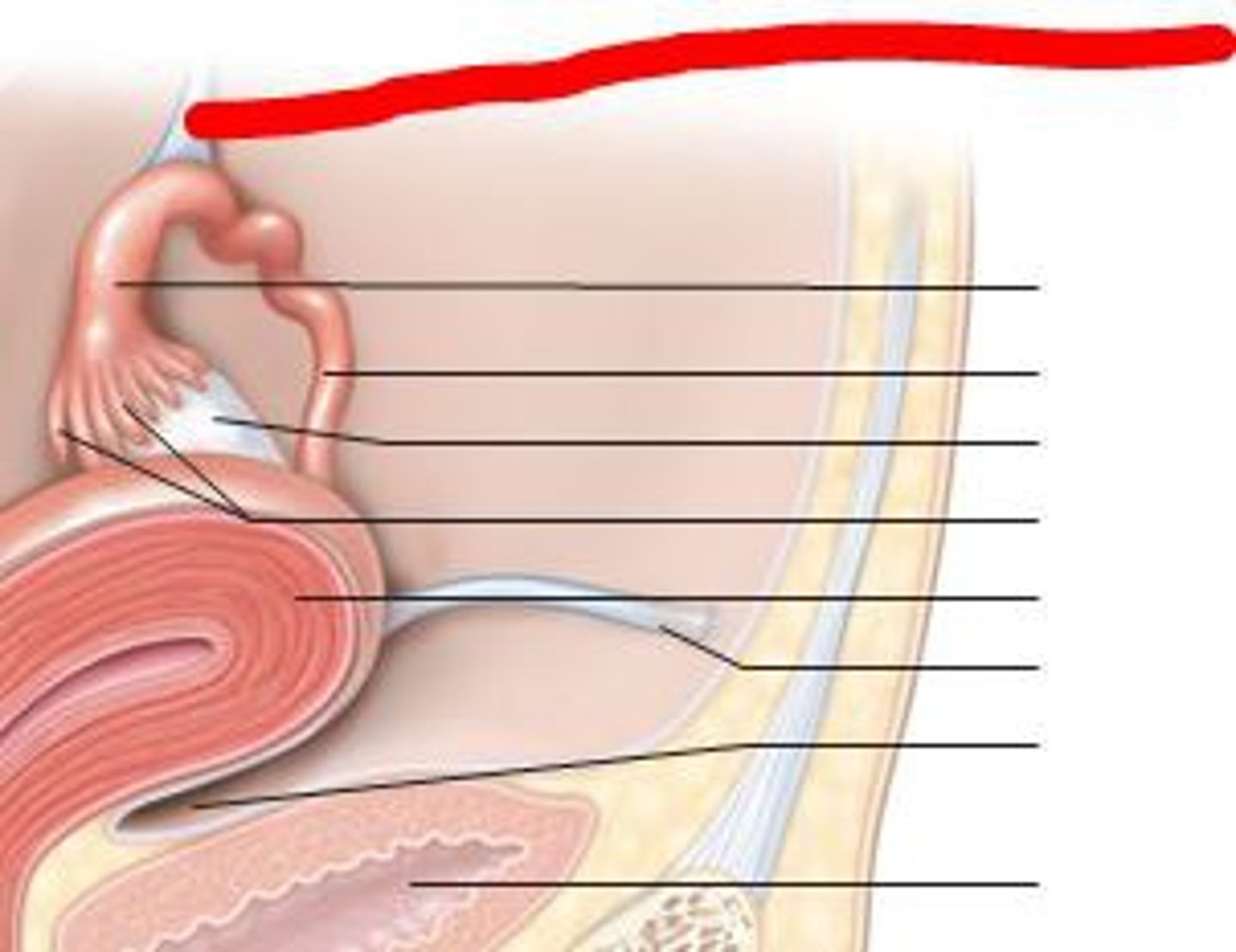 <p>attaches ovary to pelvic wall</p>