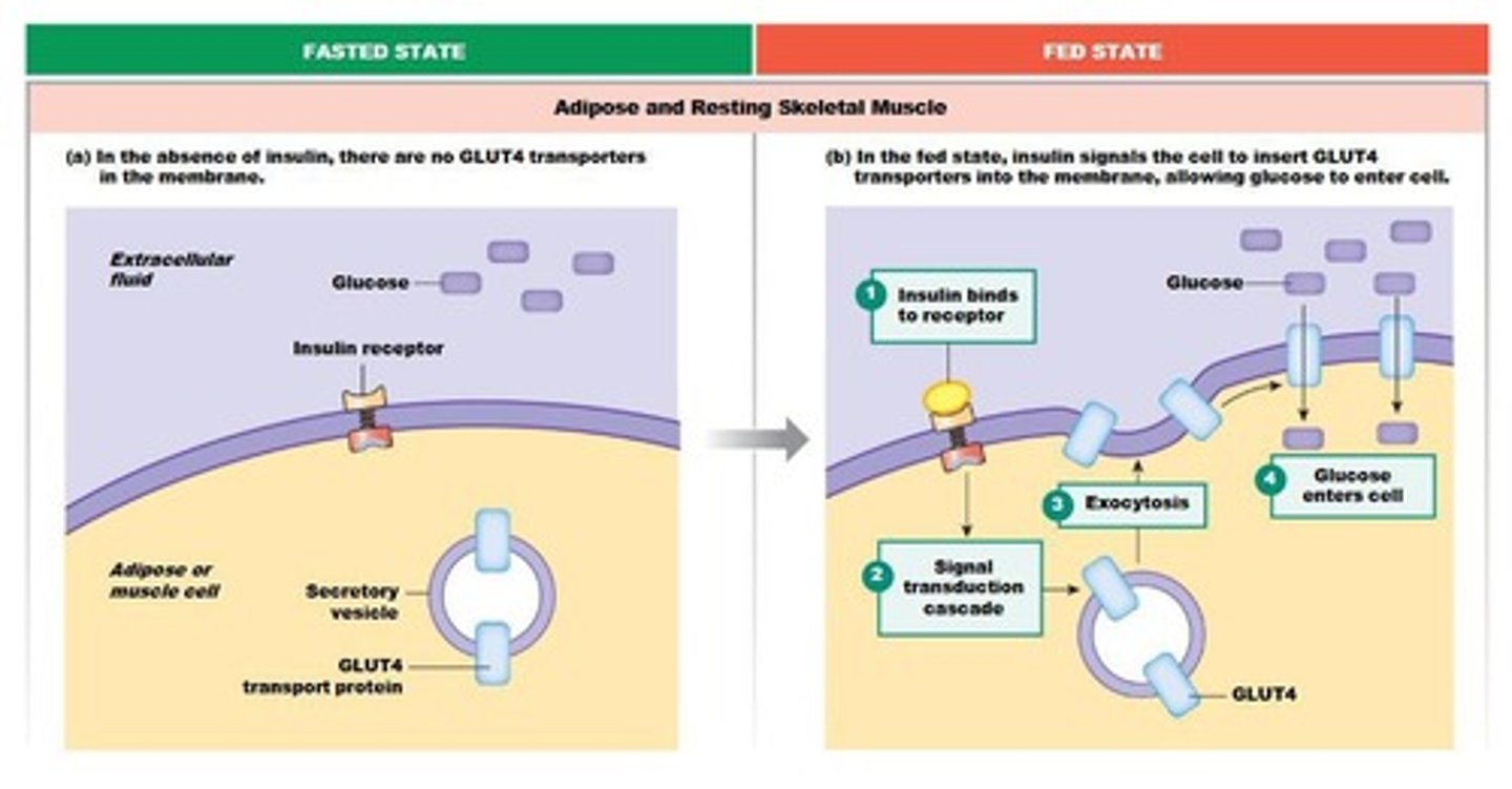 <p>GLUT4 transporters increase in the cell membrane, facilitating glucose uptake by insulin-sensitive cells.</p>