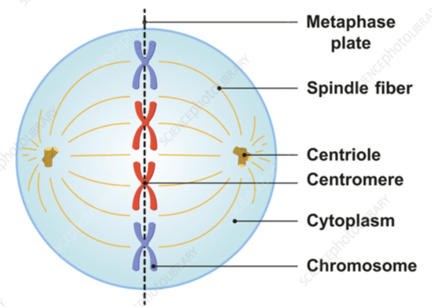 <p>1. Chromosomes align in the center</p><p>2. centrioles go to the poles</p><p>3. spindle fibers attach to the chromosomes and centrioles</p>