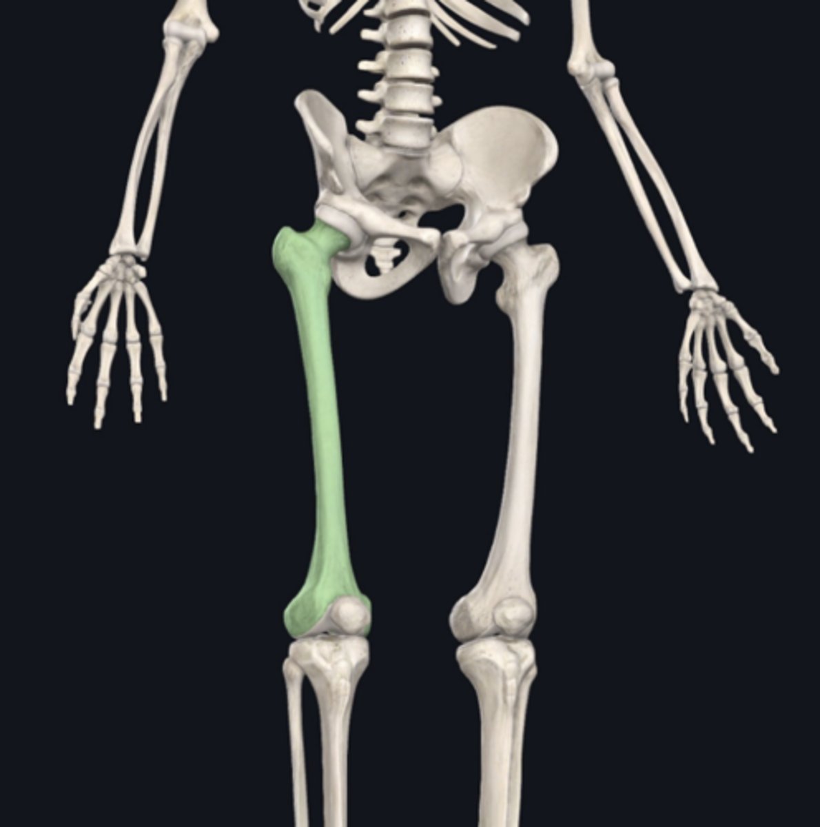 <p>Identify the bone indicated in green. (Free response)</p>