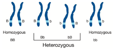 → Individuals that carry the same alleles of a gene (**ex.**. BB or bb) are **HOMOZYGOUS** for that gene

\
**HOMO-** means the same

\
→ Individuals that carry two different alleles (**ex.** Bb) of a gene are **HETEROZYGOUS** or have a HETEROZYGOUS GENOTYPE
