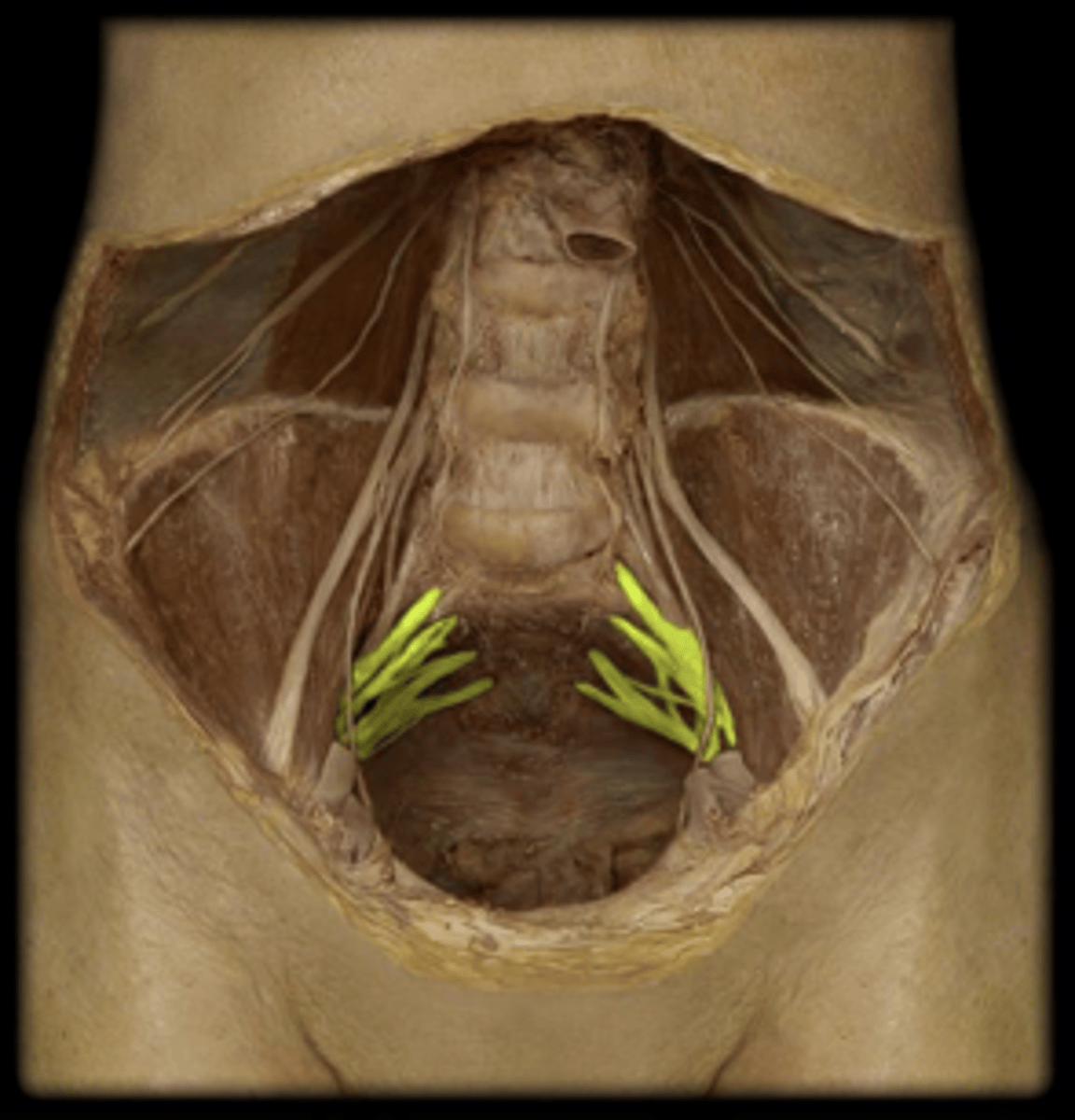 <p>What two muscles form a bed for the sacral and coccygeal plexus? </p>