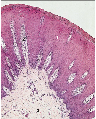 <p>name of histologic slide:</p><p>Specie:</p><p>Parts</p><p>1.__ 2.__ 3.__ </p><p>Stain used:</p>