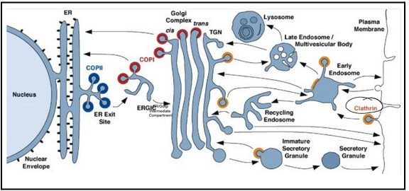 <ul><li><p><span style="background-color: transparent; font-family: "Times New Roman", serif;"><strong><span>Clathrin</span></strong><span> vesicles mediate transport from the Golgi apparatus and from the plasma membrane</span></span></p></li><li><p><span style="background-color: transparent; font-family: "Times New Roman", serif;"><strong><span>COPI-coated </span></strong><span>vesicles bud from Golgi compartments</span></span></p></li><li><p><span style="background-color: transparent; font-family: "Times New Roman", serif;"><strong><span>COPII-coated</span></strong><span> vesicles bud from the ER</span></span></p></li><li><p><span style="background-color: transparent; font-family: "Times New Roman", serif;"><span>Anterograde pathway (COPII vesicles)</span></span></p></li><li><p><span style="background-color: transparent; font-family: "Times New Roman", serif;"><span>Retrograde pathway (COPI vesicles)</span></span></p></li><li><p><span style="background-color: transparent; font-family: "Times New Roman", serif;"><span>Endocytosis (Clathrin vesicles)</span></span></p></li><li><p><span style="background-color: transparent; font-family: "Times New Roman", serif;"><span>All compartments are interconnected via vesicle trafficking</span></span></p><ul><li><p><span style="background-color: transparent; font-family: "Times New Roman", serif;"><span>Proteins are successively modified as they pass through a series of compartments&nbsp;</span></span></p></li><li><p><span style="background-color: transparent; font-family: "Times New Roman", serif;"><span>Some vesicles select cargo molecules and move them to the next compartment</span></span></p></li><li><p><span style="background-color: transparent; font-family: "Times New Roman", serif;"><span>Some vesicles retrieve escaped proteins and return them to a previous compartment</span></span></p></li><li><p><span style="background-color: transparent; font-family: "Times New Roman", serif;"><span>The biosynthetic secretory pathway is a continuous flow of material</span></span></p></li></ul></li></ul><p></p>