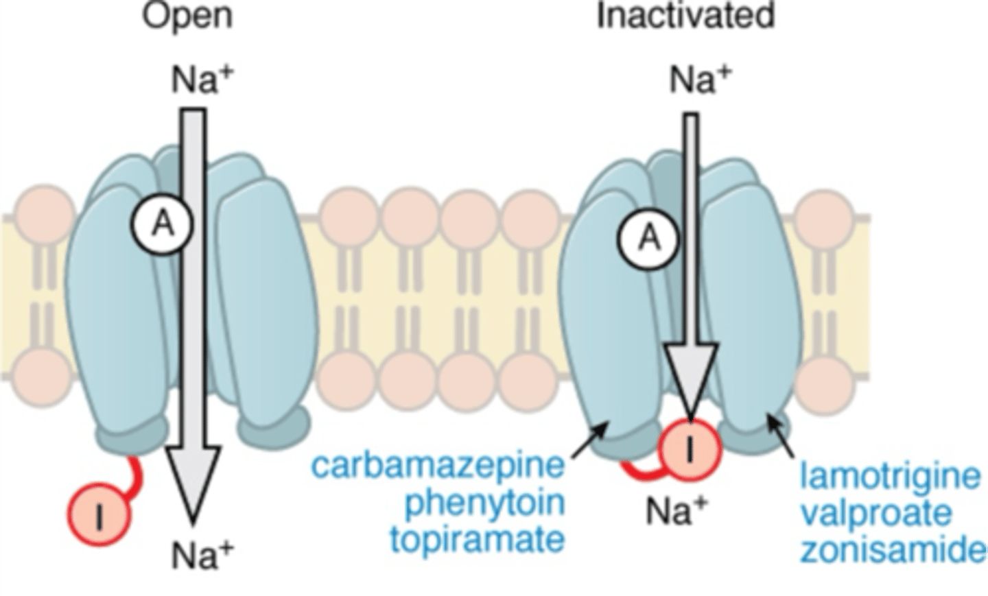 <p>Limits repetitive firing of neurons</p><p>Decreasing excitatory transmission</p><p>(inhibition of AP propagation)</p>