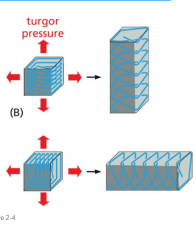 <p>directional expansion</p><p>due to (asymmetrically distributed) cellulose constricting plant cell expansion, forcing expansion in one direction</p>