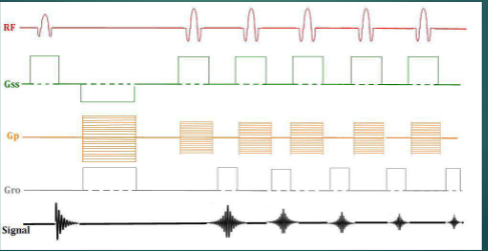<p><span><span>The following image represents what type of pulse sequence?</span></span></p>