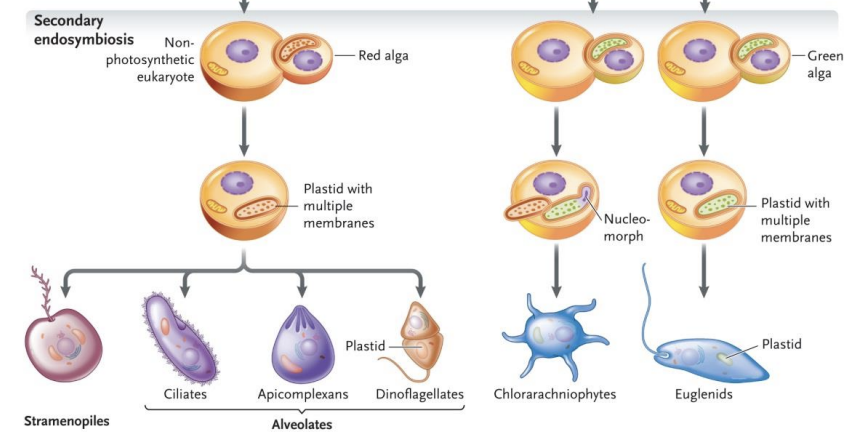 <p>Major eukaryote taxa arose as a result of symbiosis of heterotrophic eukaryote cell with an autotrophic eukaryotic cell</p><ul><li><p>3 Independent occurences</p></li><li><p>This process allowed photosynthesis to appear in lineages that did not initially possess primary chloroplasts</p></li></ul><p></p>