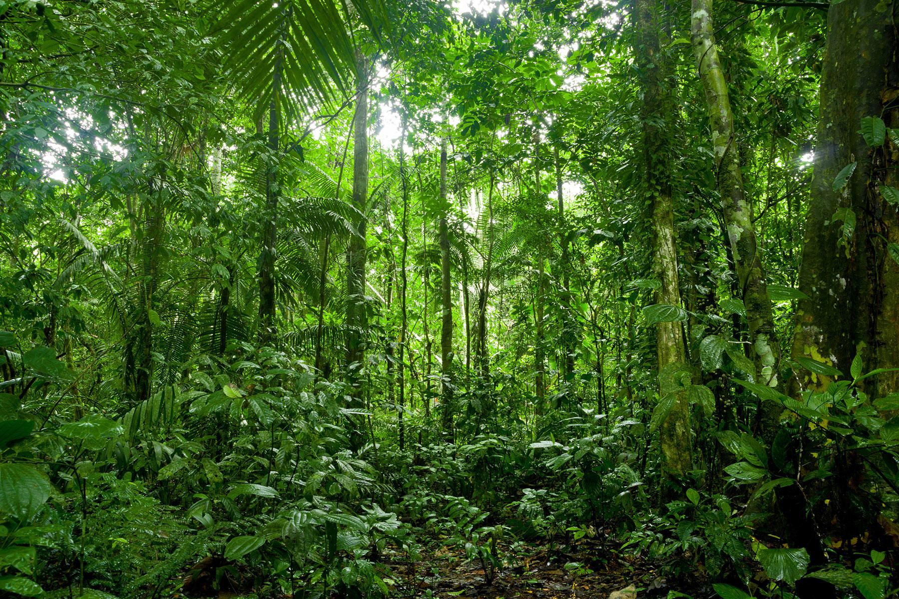 <p>Tropical Rainforest </p>