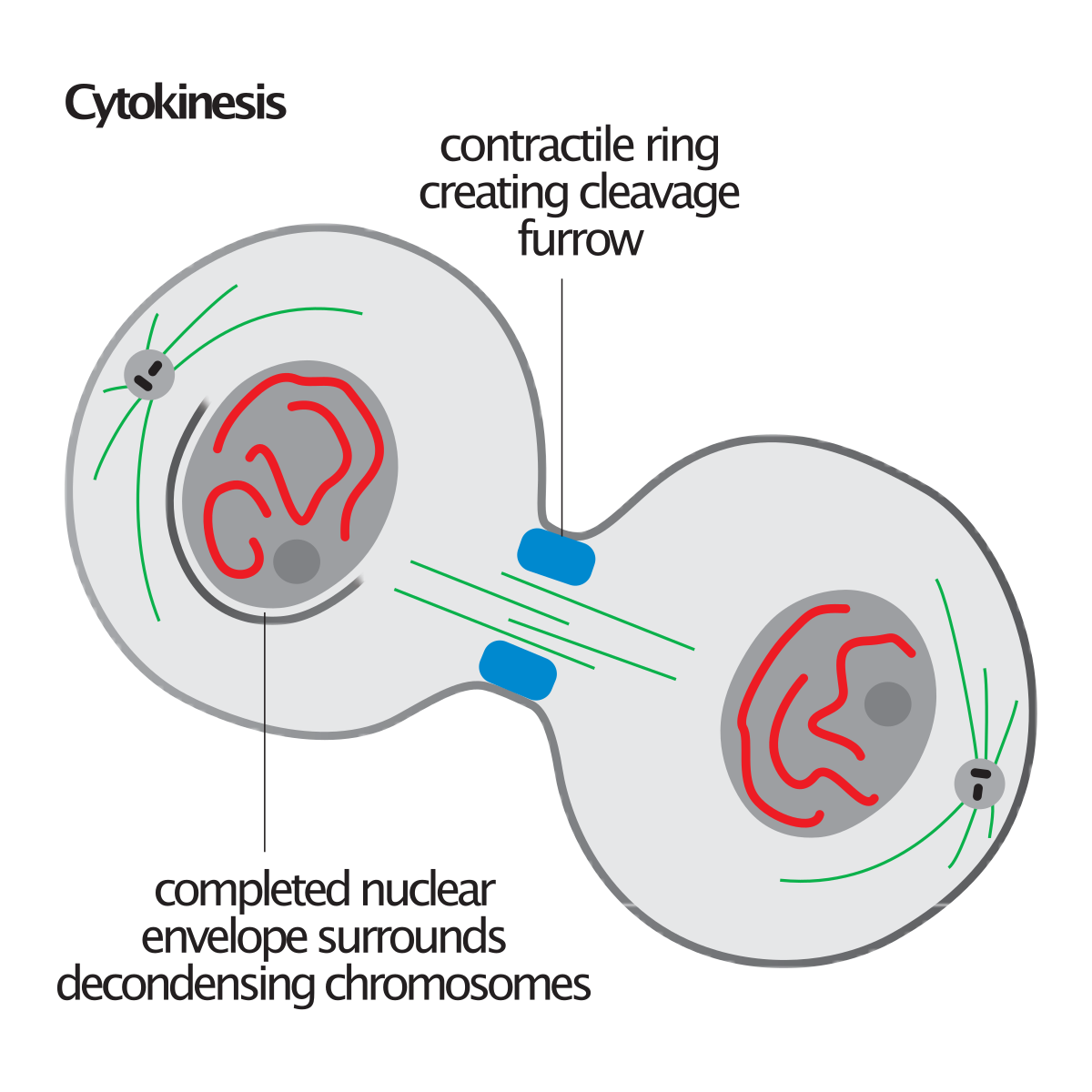 <p>telophase:</p><ul><li><p>spindle fibre’s disappear</p></li><li><p>nuclear membrane begins to reform</p></li><li><p>the cell begins to divide</p></li></ul><p>cytokinesis:</p><ul><li><p>the cell separates into two identical <em>daughter</em> cells</p></li><li><p>the cytoplasm seperate’s</p></li></ul>