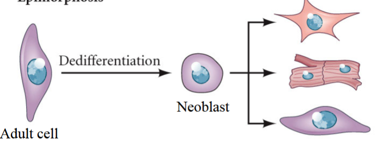 <p>an exception to the rule of terminal differentiation</p><p>observed in salamanders</p><p>when a limb is wounded, adult cells in the wound dedifferentiate → become neoblasts</p><p>neoblasts divide rapidly → become re-specified to form the missing adult limb</p>