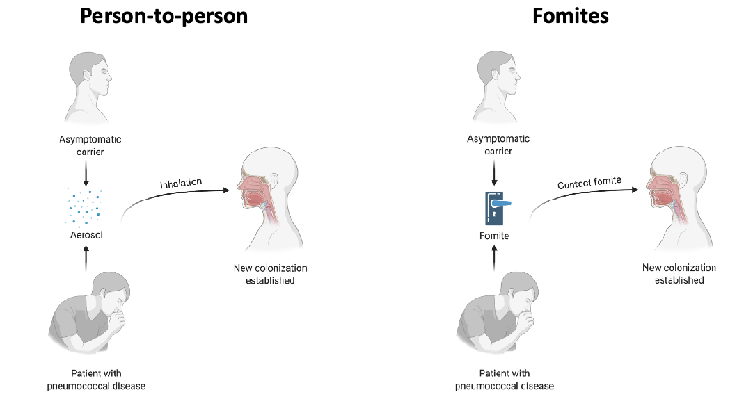 <p>person-to-person</p><p>fomites</p>