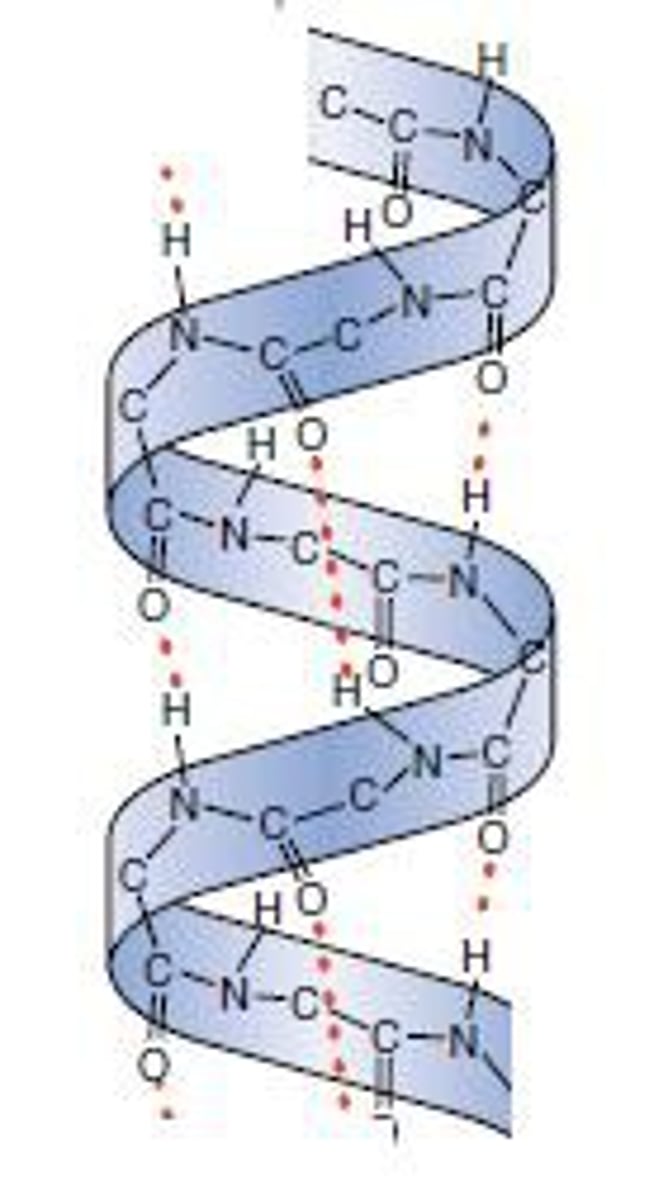<p>Forms a helix held by hydrogen bonds running PARALLEL with the long helical axis</p><p>Many hydrogen bonds makes it very stable &amp; strong</p>