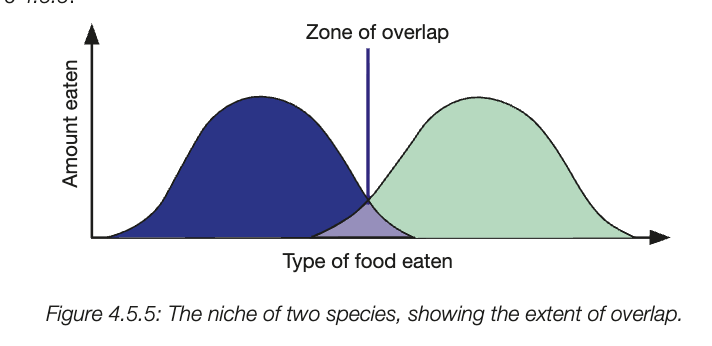 <ul><li><p>similar niche results in overlap</p></li><li><p>niche overlap graph shows it - small zone, less competition, big zone/identical/similar niche, high competition</p></li><li><p>high overlap → one population goes extinct </p></li></ul><p></p>