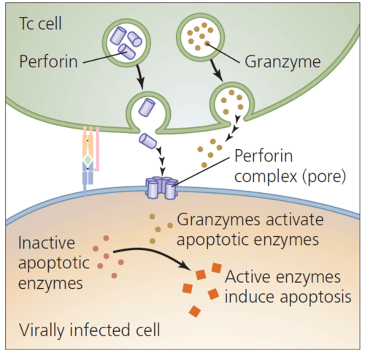 <p>a protein released by CD8+ T cells that destroys targeted cells by creating pores in their membranes</p>