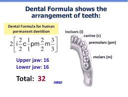 <p><span><span>expressed as </span></span><strong><mark data-color="rgba(0, 0, 0, 0)" style="background-color: rgba(0, 0, 0, 0); color: inherit;">I:C:P:M (Incisors, Canines, Premolars, Molars)</mark></strong></p><ul><li><p>times this by two to get the top and bottom</p></li></ul><p></p>