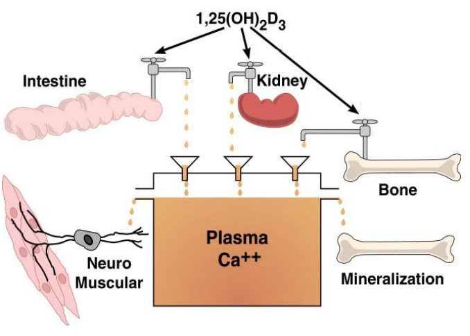 <p><span style="color: blue;">plasma Ca++</span></p>