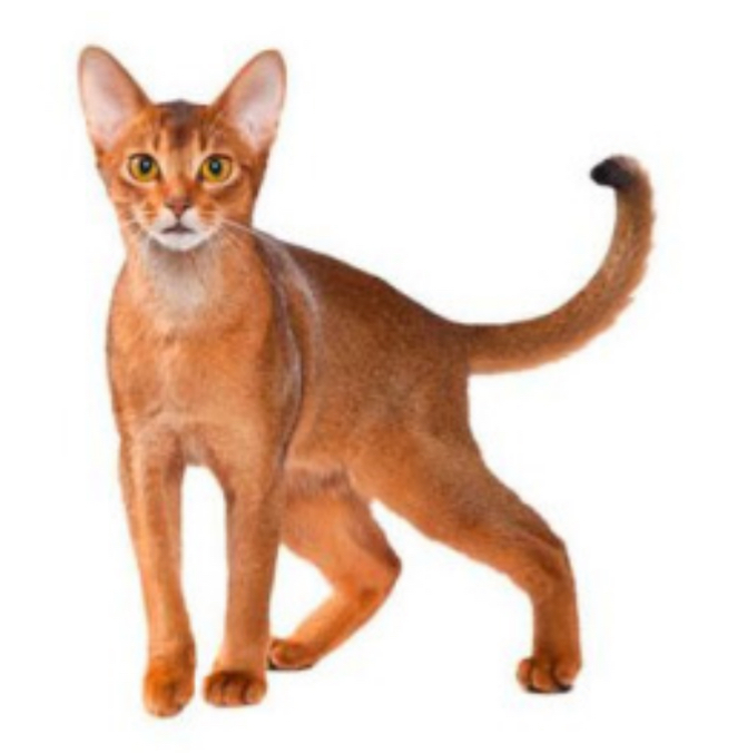 <p>what cat breed is this?</p>