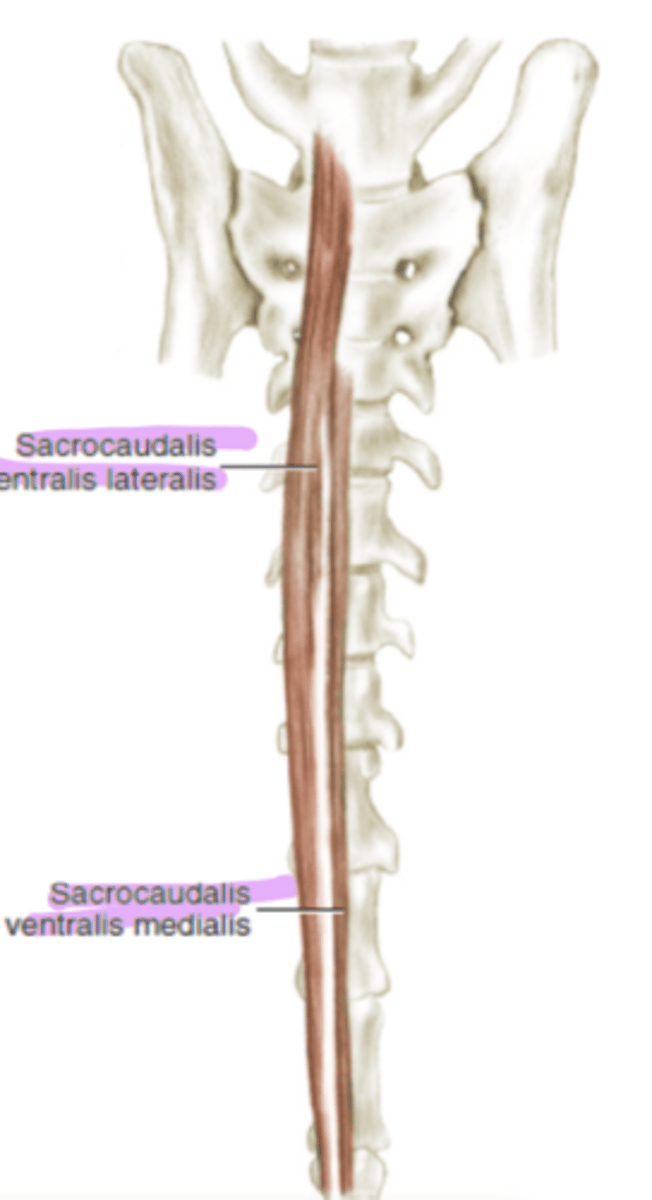 <p>from sacrum to caudal vertebrae = lateral mov</p>