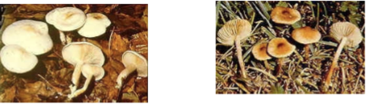 <p>which mushroom genus? which toxin?</p>
