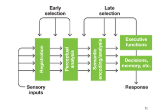 Time Course of Attentional Selection: Late Selection Models