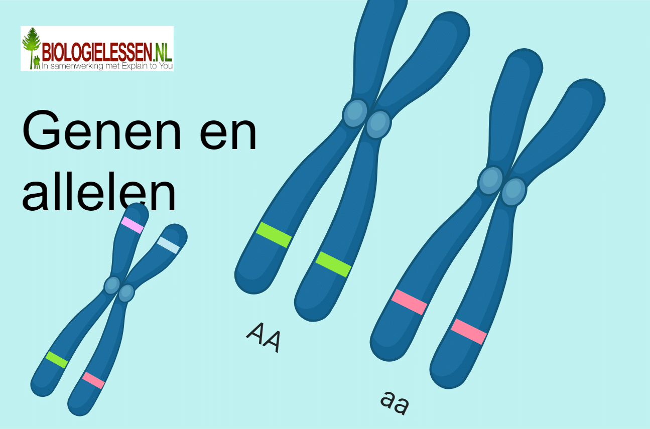 <p>Wat zijn allelen?</p>