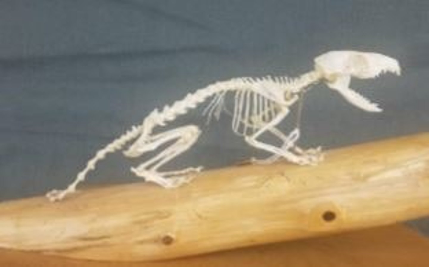 <p>What animal is this? Answer with "Skeleton" after animal name.</p>