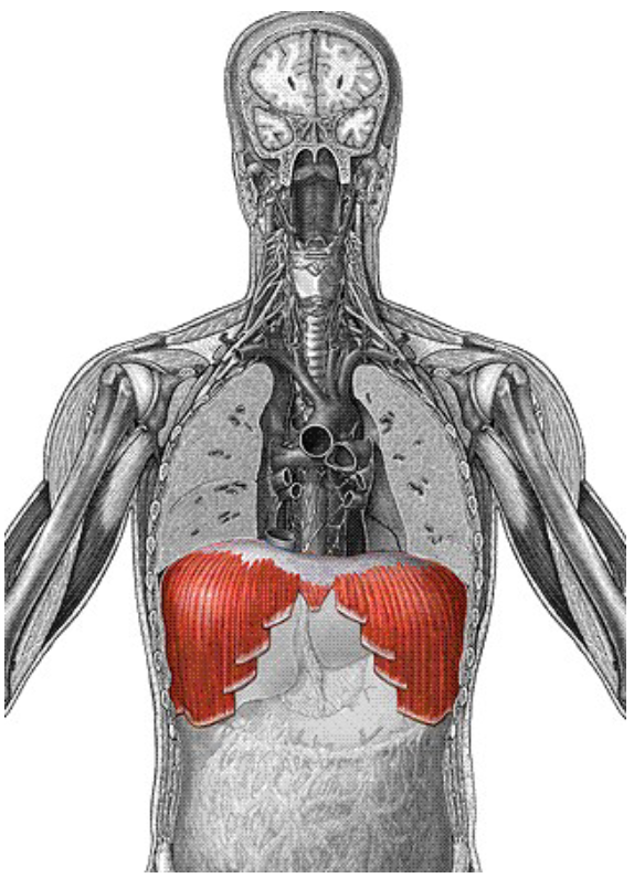 <p>Origin: Inferior, internal surface of rib cage and sternum, costal cartilages Insertion: Central tendon Action: Prime mover of inspiration; flattens on contraction</p>