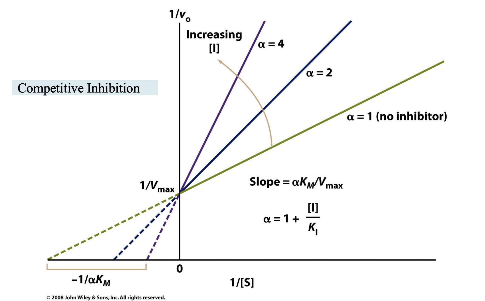 <p><span>1. What is KI?</span></p><ul><li><p>KI​ (the inhibition constant) measures how strongly an inhibitor binds to an enzyme.</p></li><li><p>A lower KI value means stronger binding (i.e., the inhibitor is more effective).</p></li><li><p>α is the coefficient telling us by what factor KM increases during competitive inhibition, and we can define α with:</p></li></ul><p>α = 1 + [I]/KI</p><p></p><p><span>2. Why Compare KI Values of Different Inhibitors?</span></p><ul><li><p>Different inhibitors have different chemical structures.</p></li><li><p>If one inhibitor has a much lower KI than another, it suggests a better fit in the active site, meaning its structure more closely resembles the enzyme’s preferred binding shape.</p></li><li><p>By analyzing KI values across inhibitors, researchers can map out which molecular features are important for binding.</p></li></ul><p></p><p><span>3. How Does This Reveal Active Site Properties &amp; Catalysis?</span></p><ul><li><p>If an enzyme binds some inhibitors more tightly than others, this suggests certain chemical interactions (e.g., hydrogen bonds, hydrophobic interactions) are critical in substrate binding.</p></li><li><p>This can reveal details about how the enzyme catalyzes its reaction, since substrate binding is the first step in catalysis.</p></li><li><p>Scientists can design better drugs (enzyme inhibitors) by studying which structures bind best.</p></li></ul><p></p>