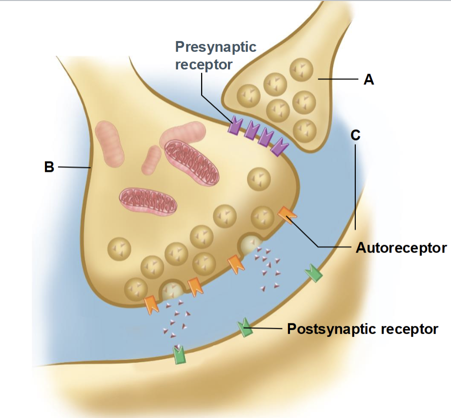 <p>presynaptic receptors that monitor and regulate the neuron’s own neurotransmitter release</p><ul><li><p>Regulate neurotransmitter release, often providing negative feedback to prevent excessive release</p></li></ul><p></p>