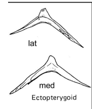 <p>A bone associated with the pterygoid.</p>